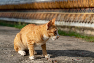 Fototapeta premium Portrait of ginger Thai cat at the temple