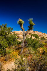 Joshua Tree