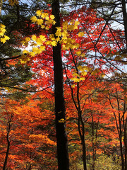 日本の秋の山の中の風景