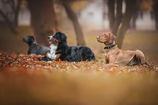Group of dogs at the obedience training class