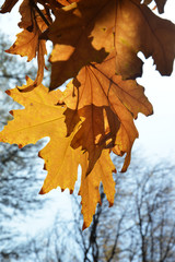 dry leaf on the autumn 