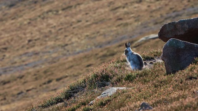 Mountain Hare in half winter moult, Lepus timidus, sitting besides rock and brown heather during a sunny winters day in November, Scotland.