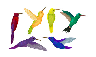 Hummingbird colibri Vector Set. Tropical Birds Collection © Happypictures