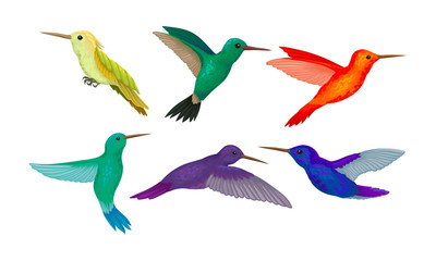 Obraz premium Hummingbird colibri Vector Set. Tropical Birds Collection