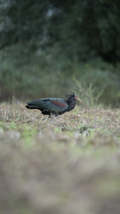 Foto dell'uccello IBIS in toscana