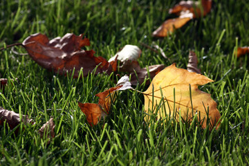 yellow autumn leaves on green lawn
