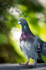 portrait of homing pigeon bird in green park