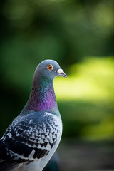 close up beautiful homing pigeon bird against green blur background