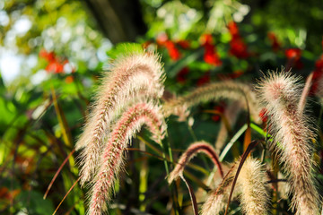Obraz premium Dwarf Fountain Grass