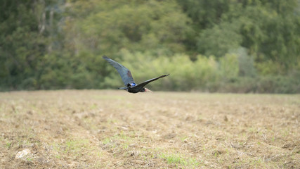 Foto dell'uccello IBIS in toscana