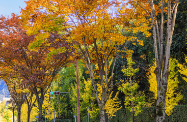 京都北山通りの色づく街