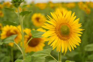Sunflower natural background. Sunflowers blooming. field of sunflowers