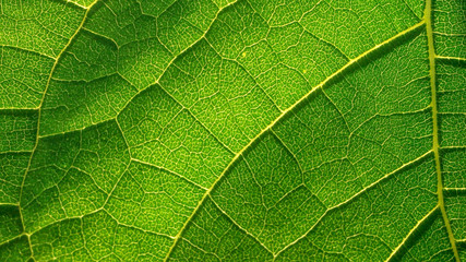 Fototapeta na wymiar green leaf texture close up