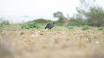 Foto dell'uccello IBIS in toscana