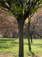 Naklejka premium nature landscape and trees on autumn 