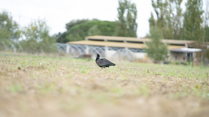 Foto dell'uccello IBIS in toscana