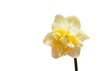 Fototapeta na wymiar A bright beautiful daffodil in a vase close-up.