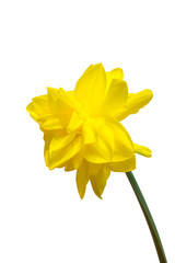 A bright beautiful daffodil in a vase close-up.