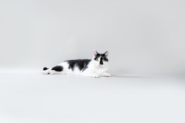Relaxed cat on a grey background