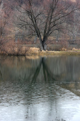 distorted reflection of trees in river water