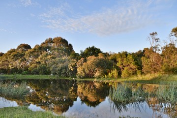 Golden hour sunlight falls on the Australian bushalnd reflecting in a reed filled pond in the Wonthaggi Wetlands Conservation Park on the Bass Coast in South Gippsland, Victoria