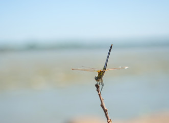 Fototapeta na wymiar Dragonfly perched on a branch by the river
