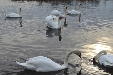 White swans on the water