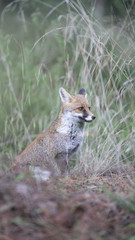 foto della volpe nel parco della maremma