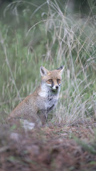 foto della volpe nel parco della maremma