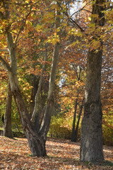 nature landscape and trees on autumn 