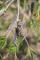 Dwarf bottlebrush