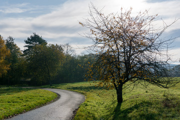 Fototapeta na wymiar Weg vorbei am Baum, welcher seine Blätter verliert
