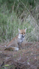 Foto della volpe nel parco della maremma