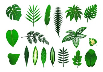 Icon set of tropical plants leaves. Vector isolated illustration