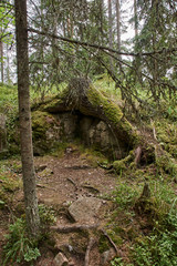 On the rocky island of Valaam, tree roots cling to stones to hold the trunk. Some roots stick out of the ground. Russia, Karelia.Trees growing through stones