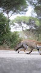 Foto della volpe nel parco della maremma
