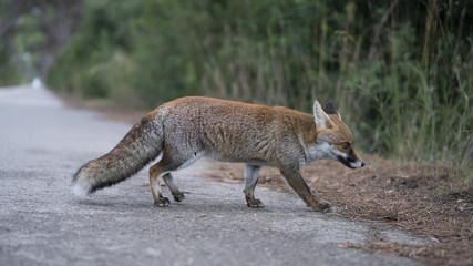 Foto della volpe nel parco della maremma