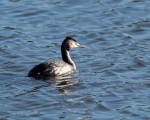 Great Crested Grebe (winter)