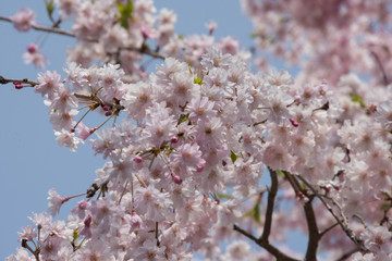 しだれ桜