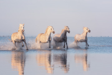 Beautiful white horses run gallop in the water at soft sunset light, National park Camargue, Bouches-du-rhone department, Provence - Alpes - Cote d'Azur region, south France