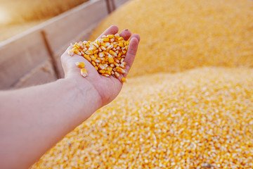 Close up of caucasian man holding ripe corn in hand. Autumn time. Husbandry concept.