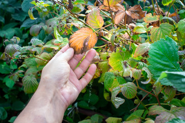 raspberry disease dry yellowed leaves