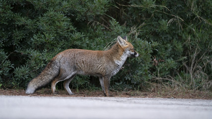 Foto della volpe nel parco della maremma