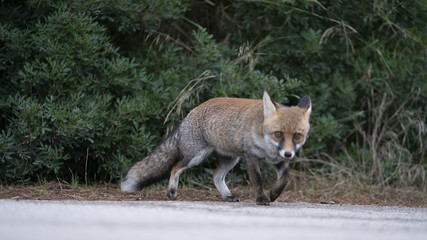 Foto della volpe nel parco della maremma