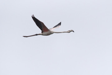 Fototapeta na wymiar A flamingo bird flies in the overcast sky