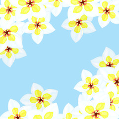 Naklejka na ściany i meble Square frame with white yellow plumeria flowers. Trpical Template for cards. Vector illustration