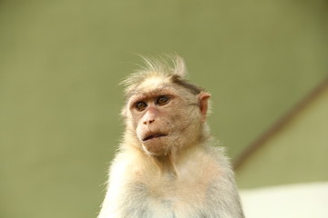 Monkeys in India