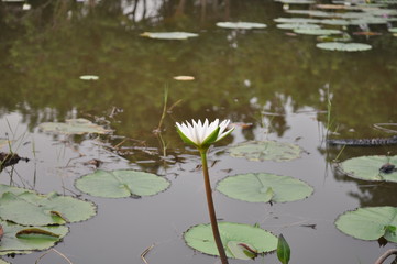 water lily