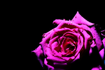 Red rose closeup on black background wallpaper