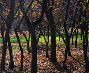 nature landscape and trees on autumn 